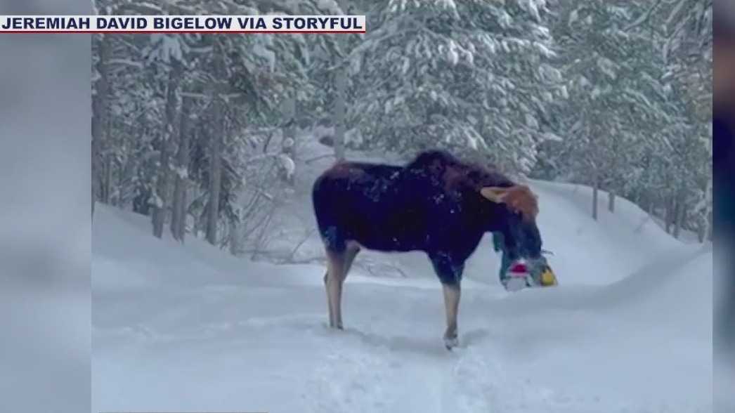 Moose charges man on snowmobile in Idaho