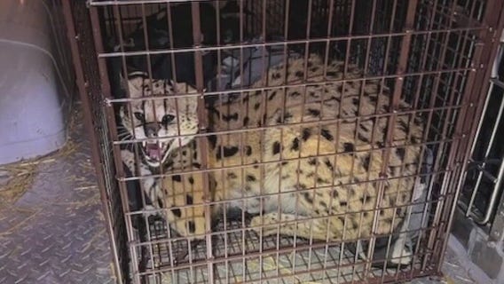 Ohio officials rescue exotic cat that was high on cocaine