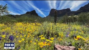 Wildflowers in full bloom at Picacho Peak State Park