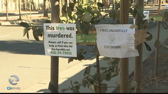 Search for vandal who cut down 23 trees in San Jose underway
