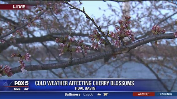 DC cherry blossoms in danger due to bitter cold weather