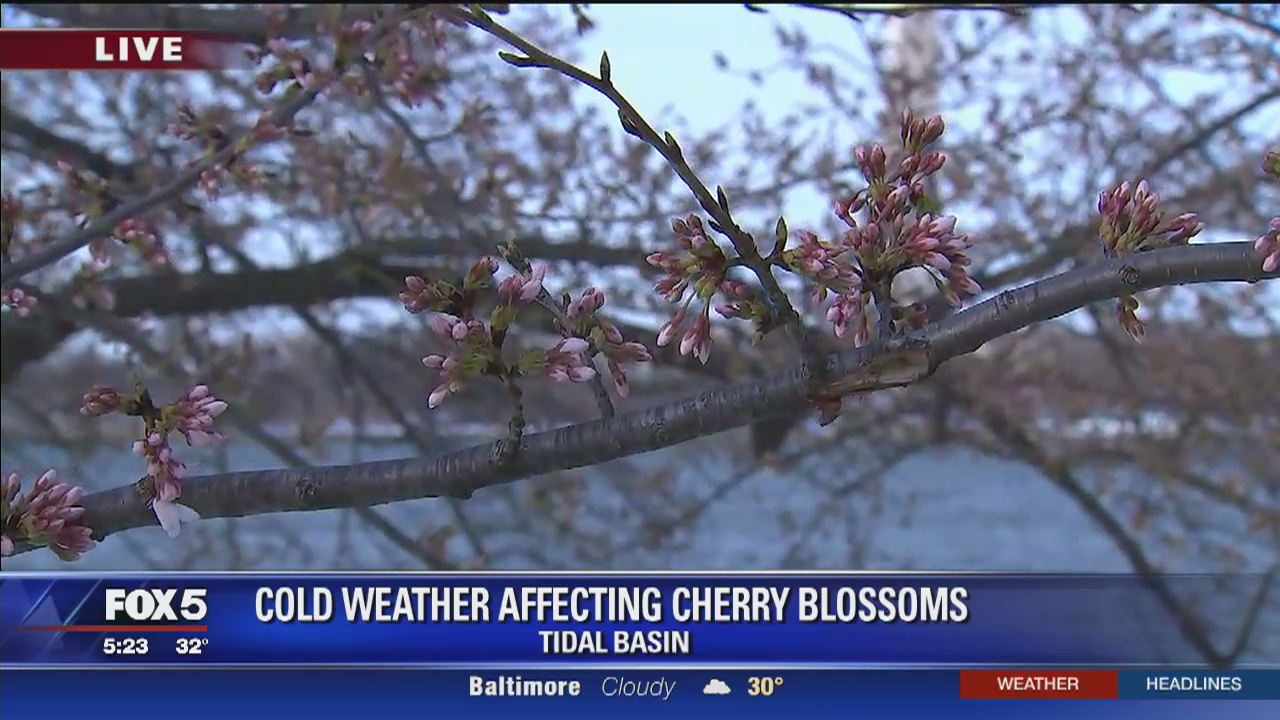 DC cherry blossoms in danger due to bitter cold weather