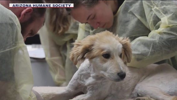 5-month-old puppy caught in thorny situation can soon be adopted