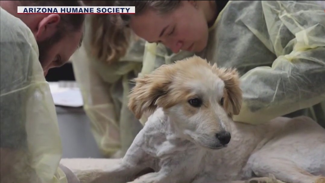 5-month-old puppy caught in thorny situation can soon be adopted