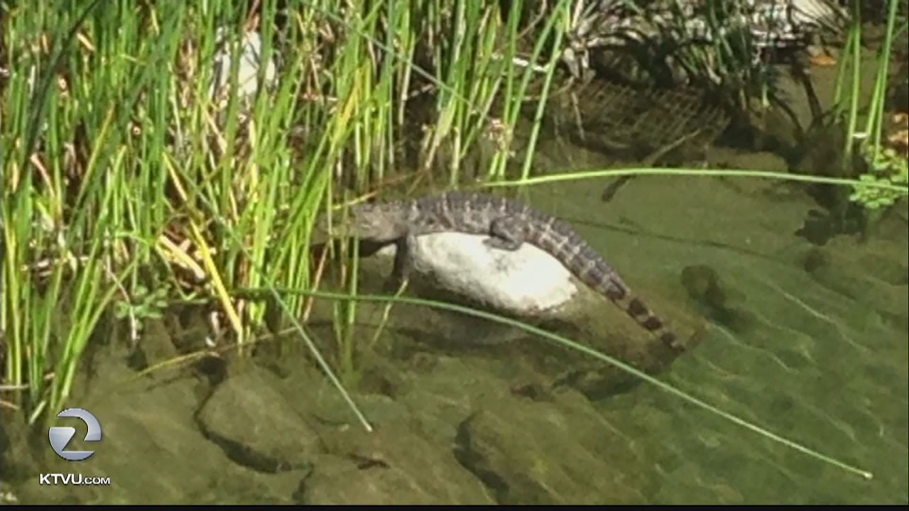 Authorities kill alligator in Alameda Creek