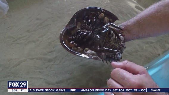 Horseshoe crabs helping humanity