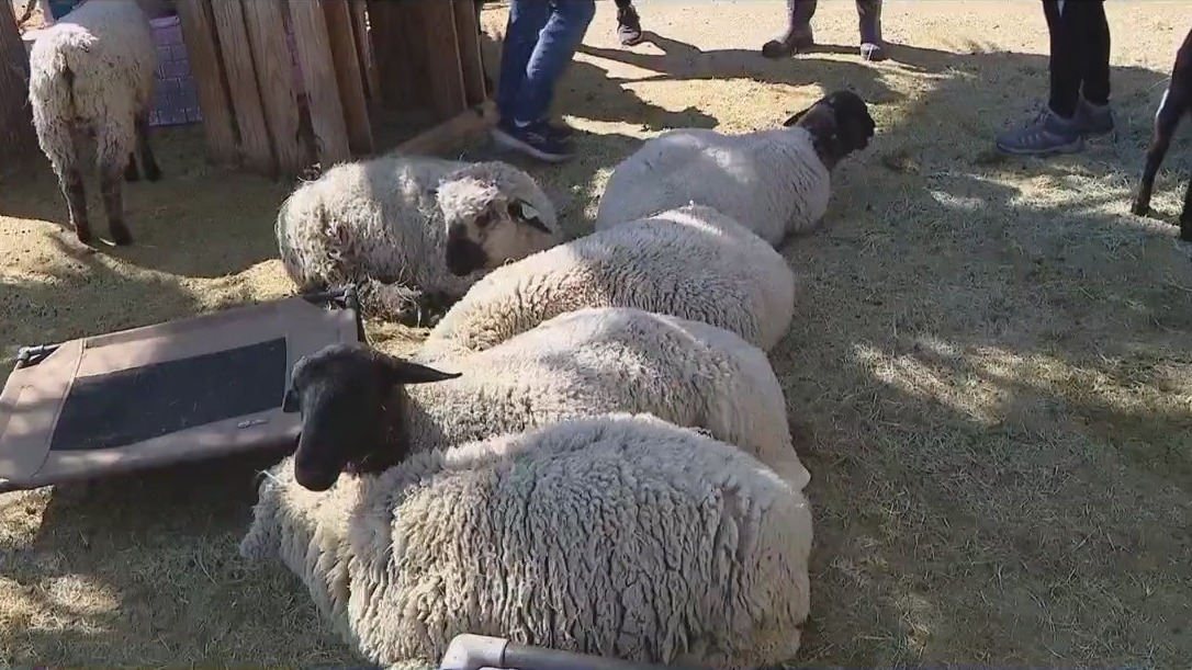 Volunteers clean Arizona animal sanctuary as part of Fiesta Bowl event