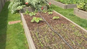 Interested in a farm-to-table lifestyle but don't have the time or skill? An Arizona company can help