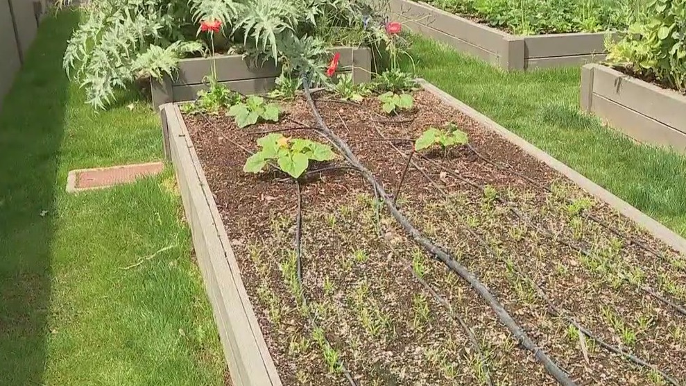 Interested in a farm-to-table lifestyle but don't have the time or skill? An Arizona company can help