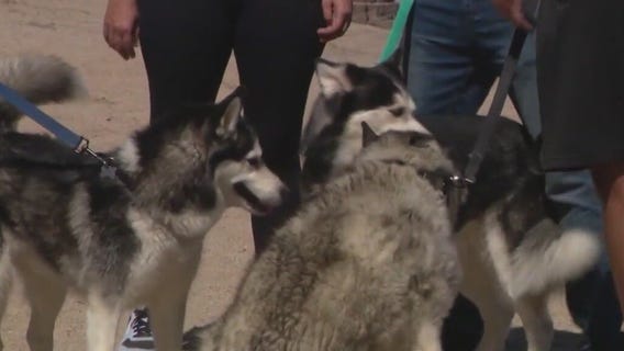 Rescuing Unfortunate Furry Friends: All-volunteer pet charity celebrates anniversary