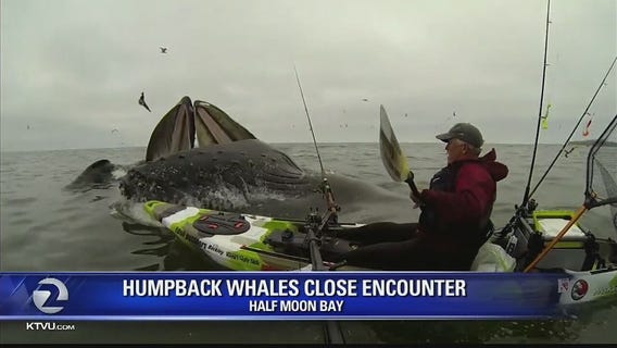 AMAZING VIDEO: Once in a lifetime whale encounter