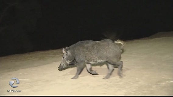 Wild pigs destroying yards in San Jose neighborhood