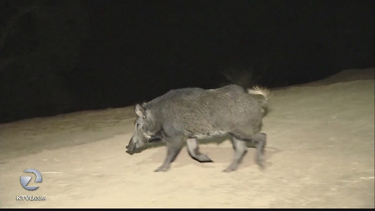 Wild pigs destroying yards in San Jose neighborhood