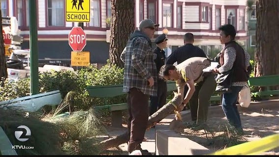 Tree limb falls, critically injures woman in SF North Beach playground