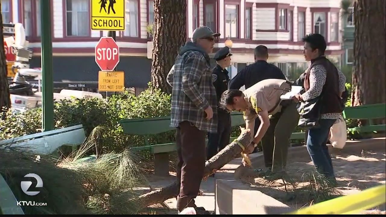 Tree limb falls, critically injures woman in SF North Beach playground