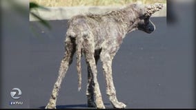 Coyote suffering from severe mange spotted in Danville