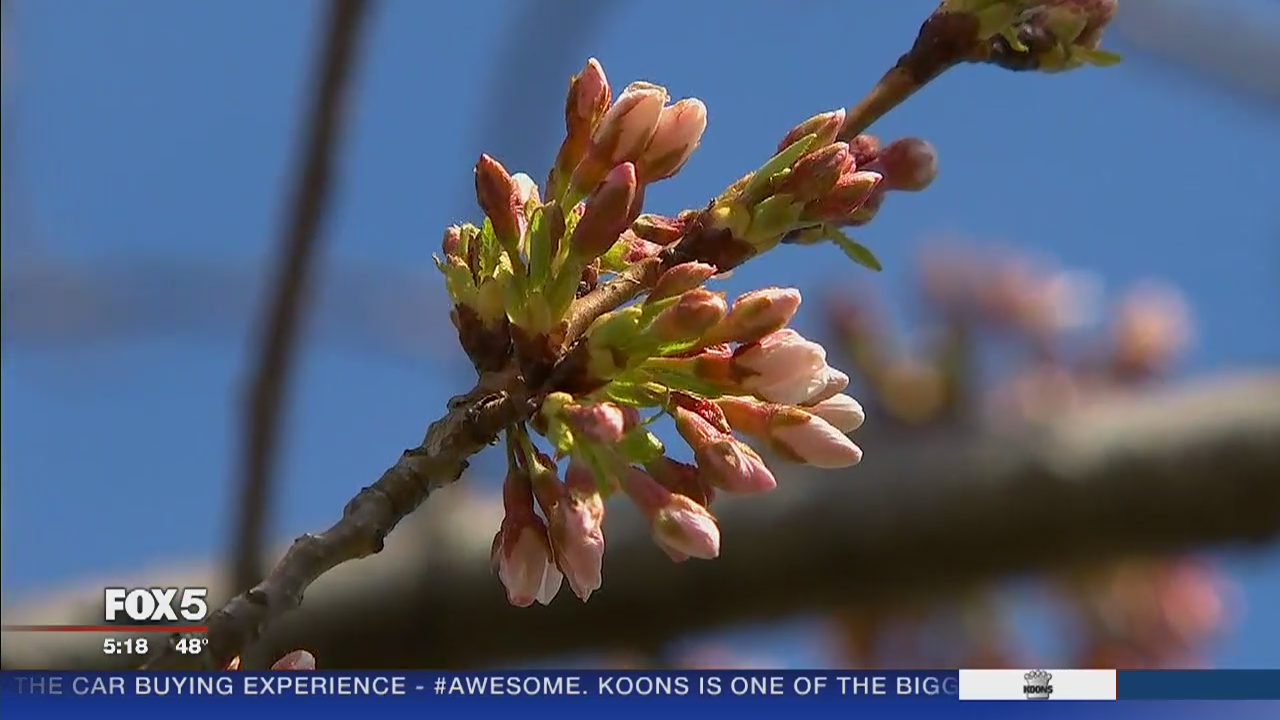 Cold weather kills half of cherry blossoms in DC