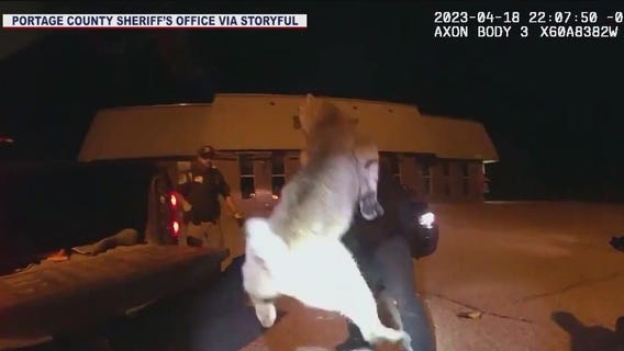 Bobcat rescued from car's grille