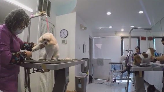 Ruffs to Riches program gives shelter dogs free grooming