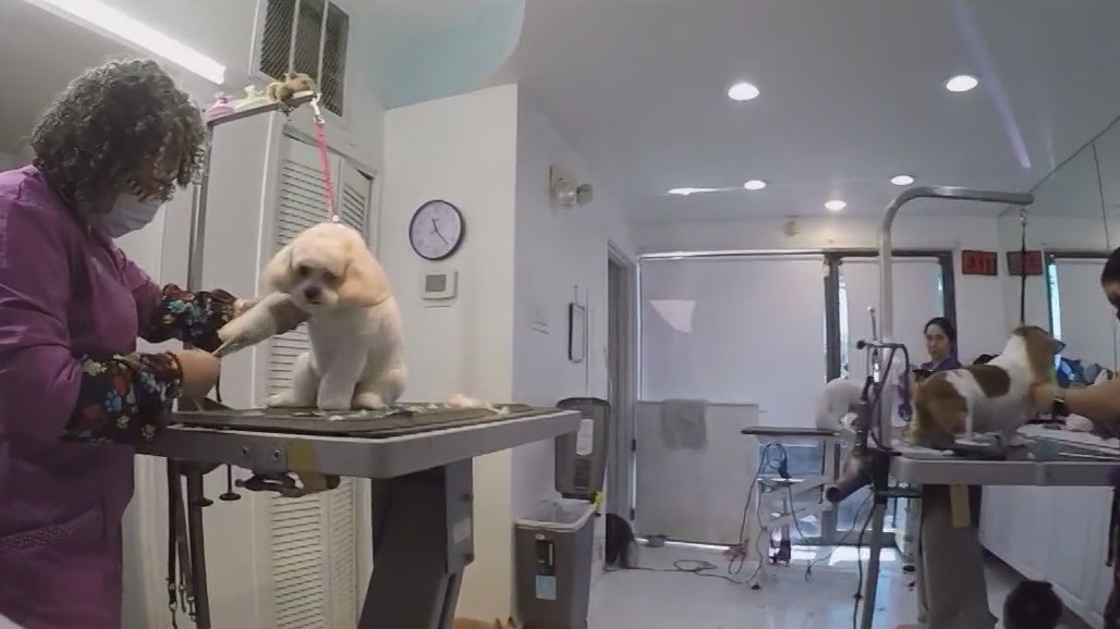 Ruffs to Riches program gives shelter dogs free grooming