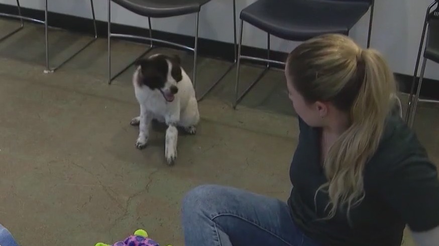 What to know about Arizona Humane's waived adoption fees through May 15