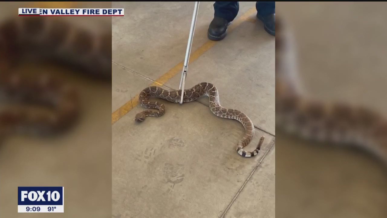 Elderly woman treated for rattlesnake bite at Southern Arizona hospital