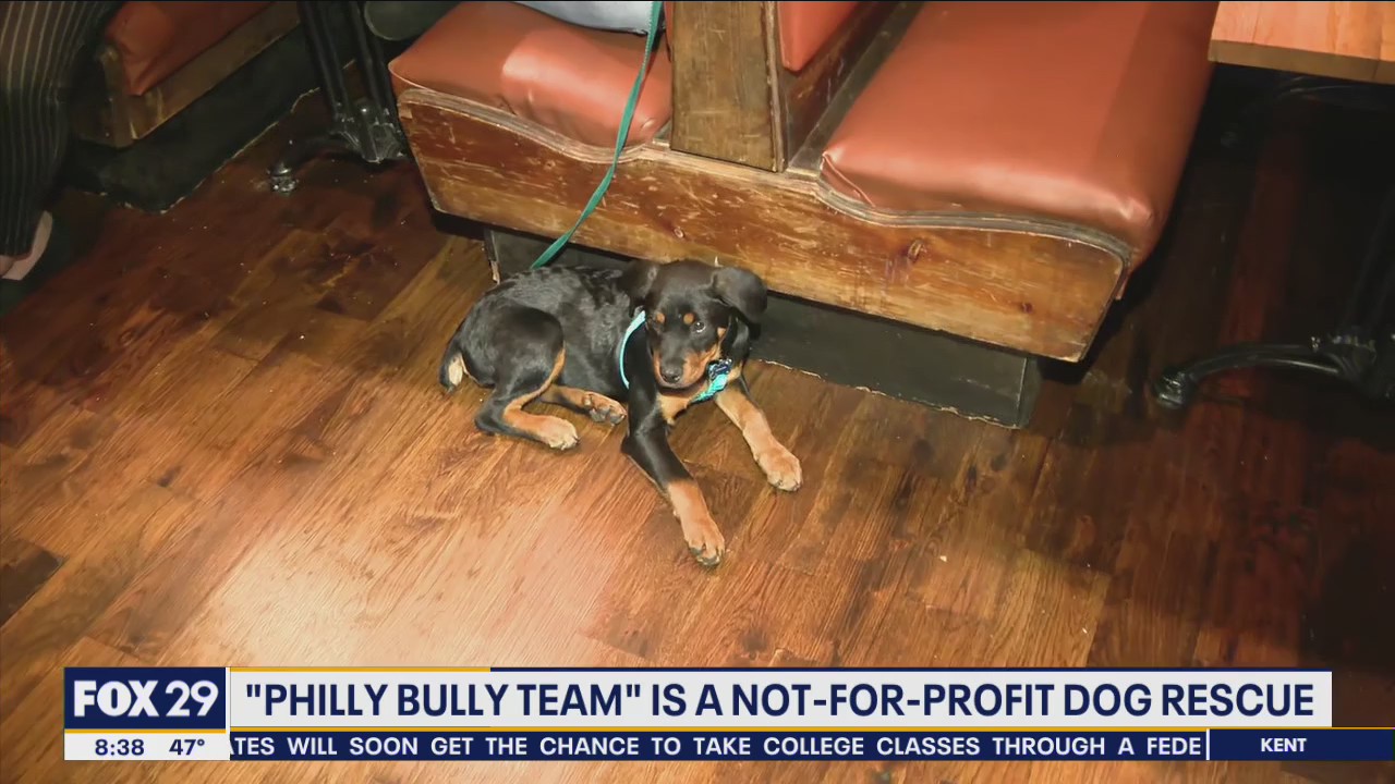 Philadelphia pitbull rescue hold dog food drive