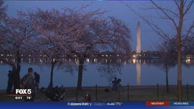 Cherry Blossoms attract big crowds