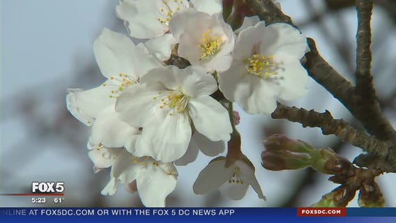 DC cherry blossoms expected to reach peak bloom this weekend