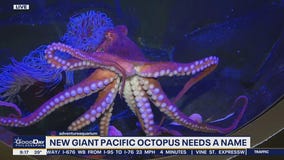 New Giant Pacific Octopus at the Adventure Aquarium needs a name
