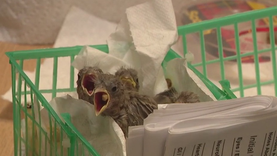 Advice for injured, orphaned wildlife during monsoon