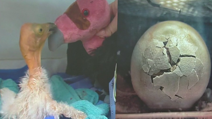 Baby California Condor finds foster family