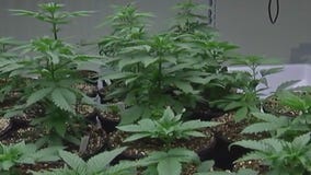 Arizona Court of Appeals: Marijuana expungement upheld