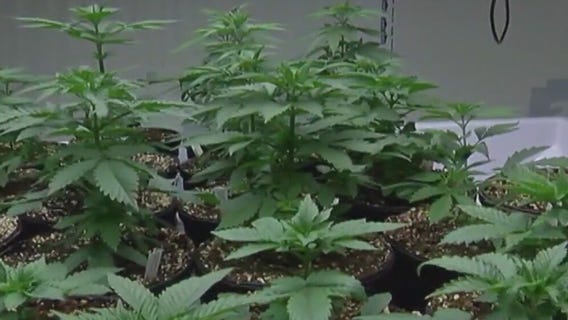 Arizona Court of Appeals: Marijuana expungement upheld