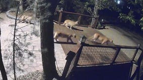 Mountain lion family put down after attacks