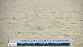 Toxic algae closes Spanaway Lake ahead of holiday weekend