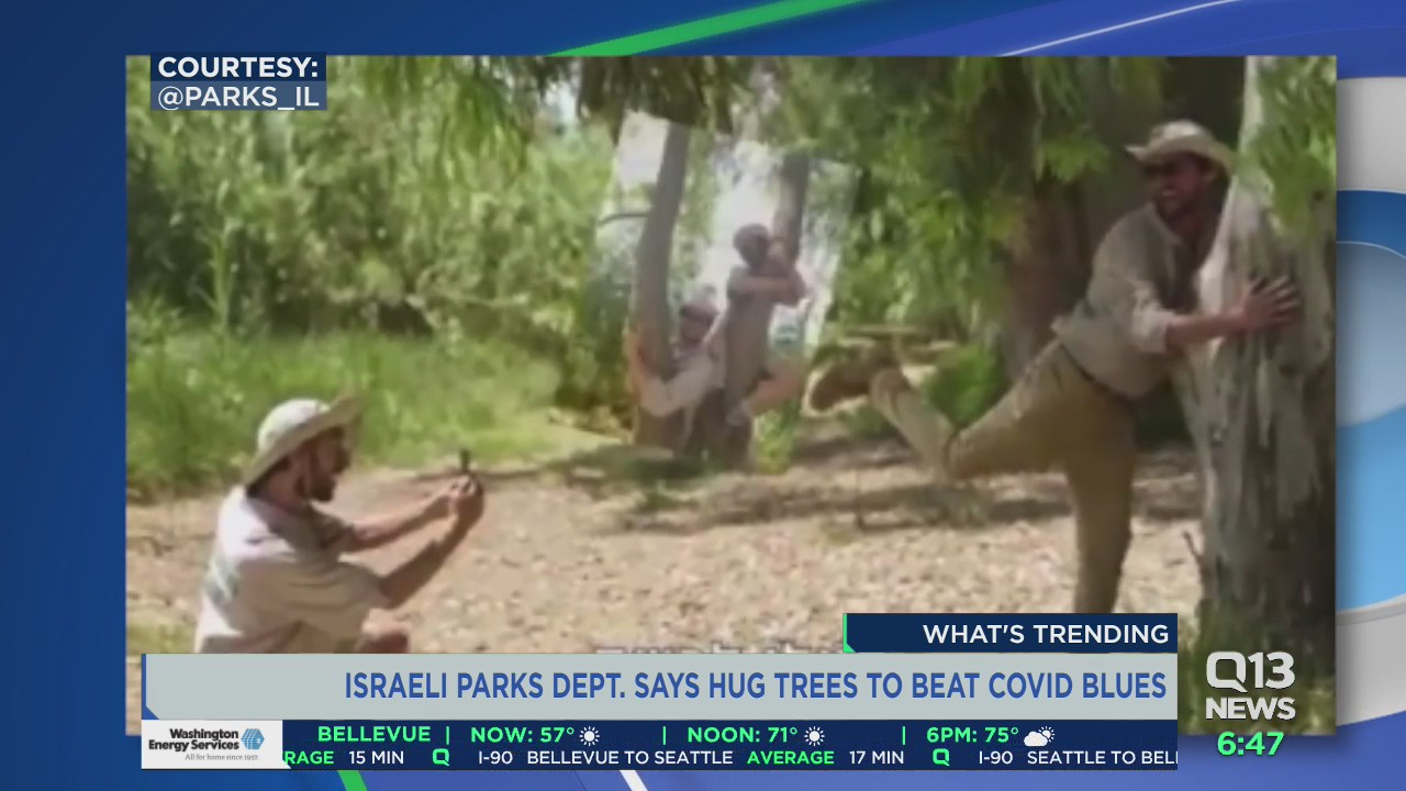 Hug a tree to beat the Covid blues