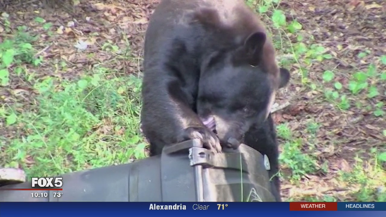 With springtime here, authorities warn of increase in bear sightings