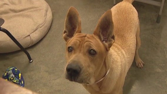 Maricopa Co. waives adoption fees through June 18
