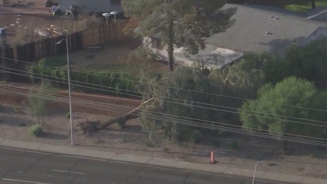 Expert has tree tips as monsoon season starts