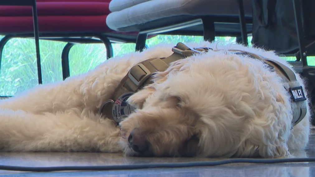 Meet Gilbert PD's newest service dog, Finley