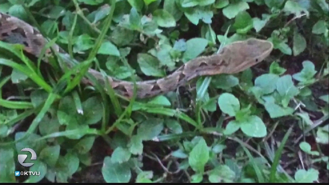 American Canyon teen battles back from snake bite