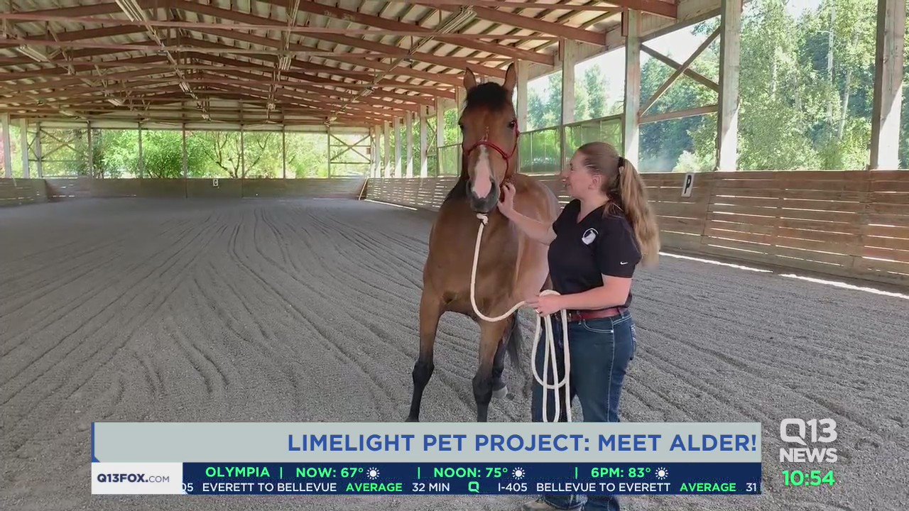 Meet Alder with the Limelight Pet Project