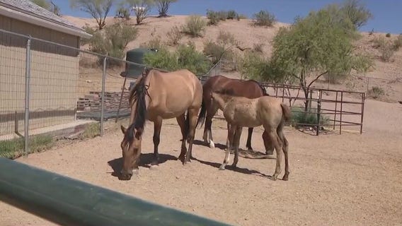 Dozens of alpine wild horses saved by group