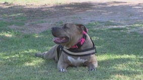 Program looking for vets to pair pets with