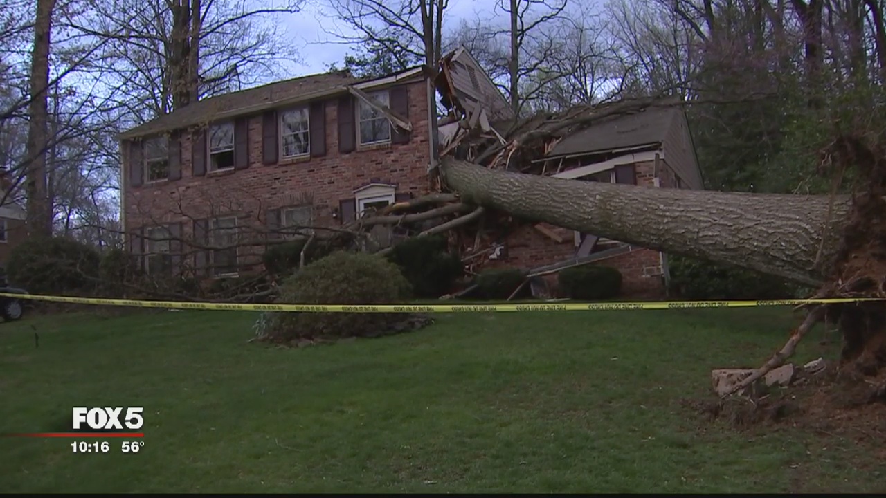 Man escapes injury after large tree falls onto Annandale home | FOX 5 DC