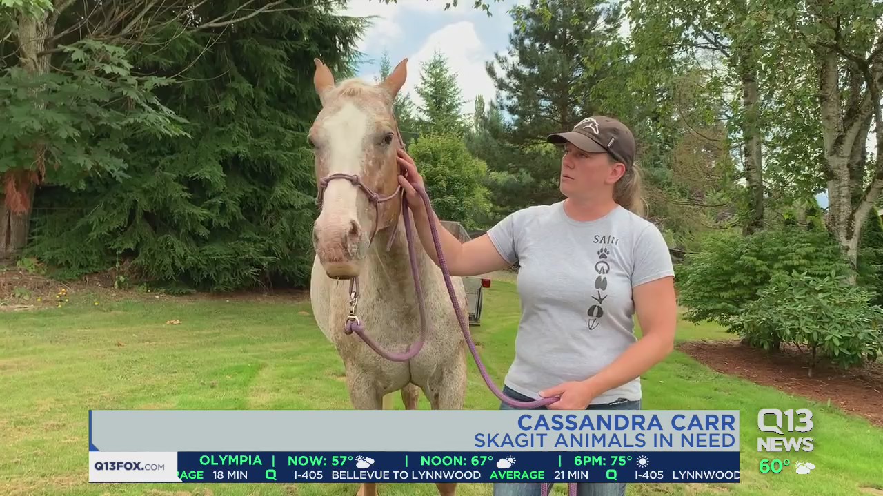 Meet Annie with the Limelight Pet Project