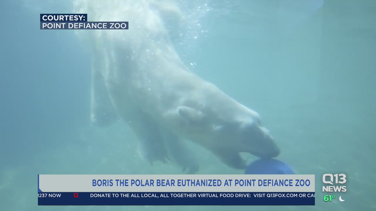 Boris the polar bear euthanized at Point Defiance Zoo