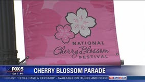 Preparing for the National Cherry Blossom Festival Parade