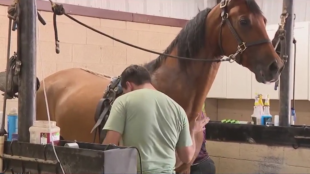 Diamond Fire: Horses returning to farm after evacuations